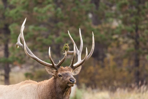 Big Bull Elk em Outono — Fotografia de Stock