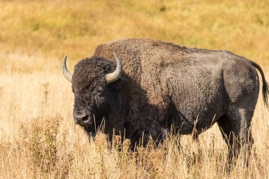 Bison in Yellowstone National Park clipart