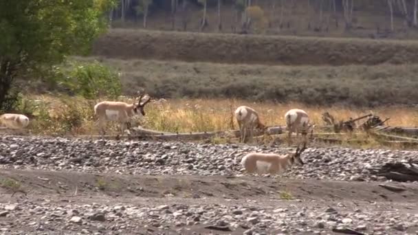 Rutting stado Pronghorn antylopa — Wideo stockowe