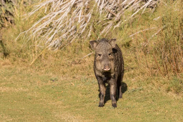 Javelina в Арізоні — стокове фото