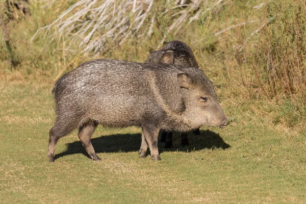 Javelina in Arizona — Stock Photo, Image