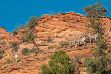 Çöl sürüsü bighorn koyun