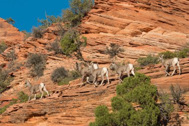 Çöl sürüsü bighorn koyun