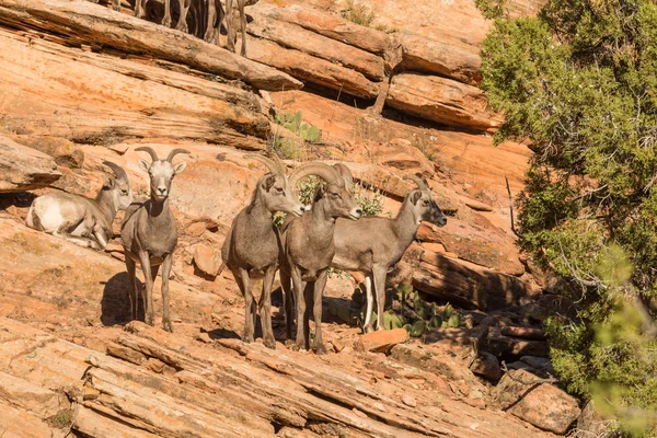 Herd Of Desert bighorn Sheep — Stock Photo, Image