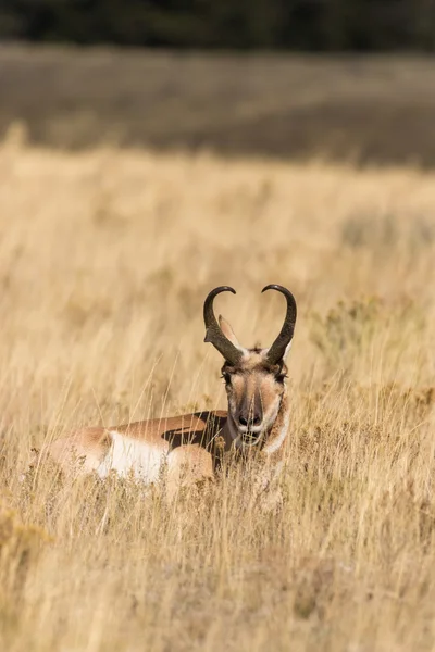 Pronghorn a letto Antelope Buck — Foto Stock