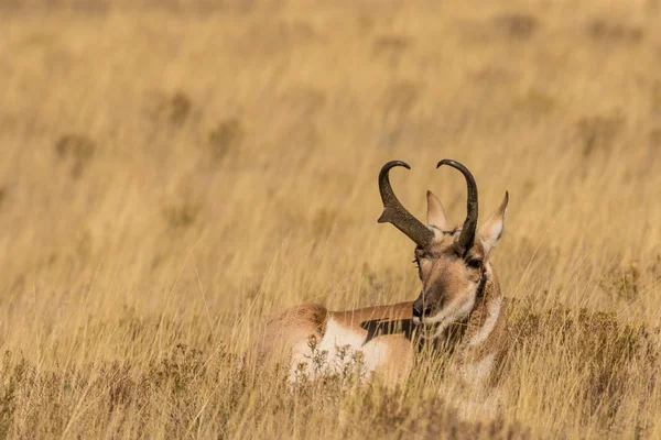 Pronghorn cama Antelope Buck — Fotografia de Stock