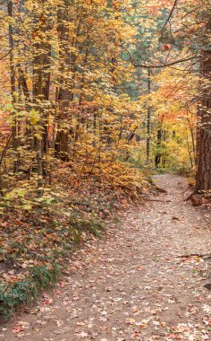 Batı çatal iz Güz