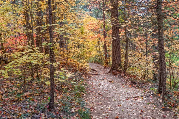 Batı çatal iz Güz