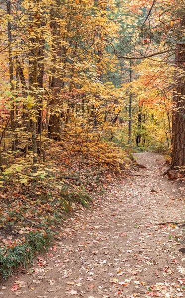 Batı çatal iz Güz