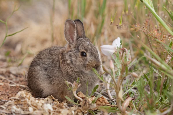 若いワタオウサギ ウサギ — ストック写真