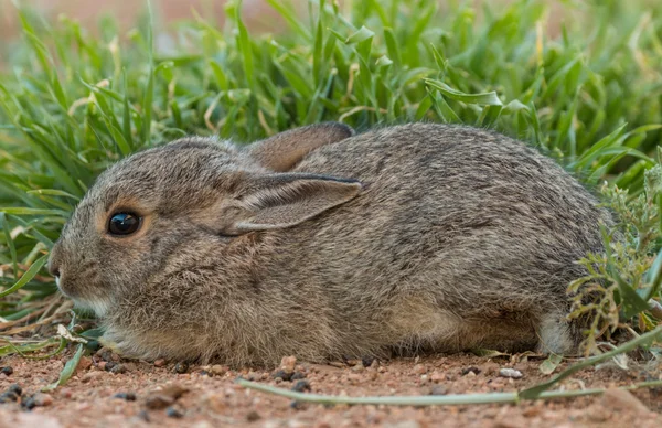 Young Cottontail Rabbit — Stock Photo, Image