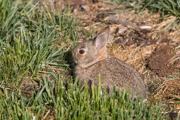 Jonge cottontail konijn — Stockfoto