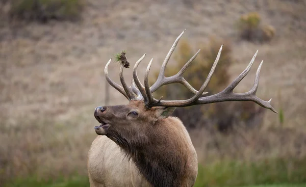 Bull elk kojotů — Stock fotografie