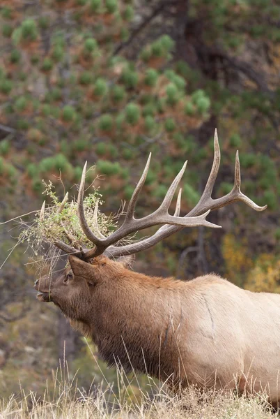 Bull Alce Bugling — Foto Stock