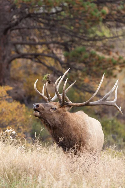 Bugling de alce de touro — Fotografia de Stock