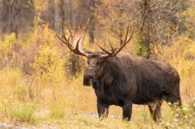 Bull Moose in Autumn clipart