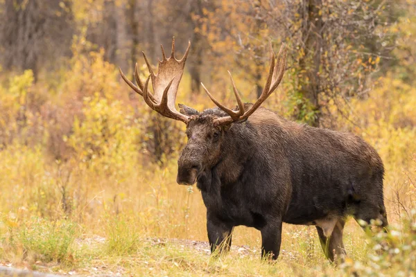 Лося Bull восени — стокове фото