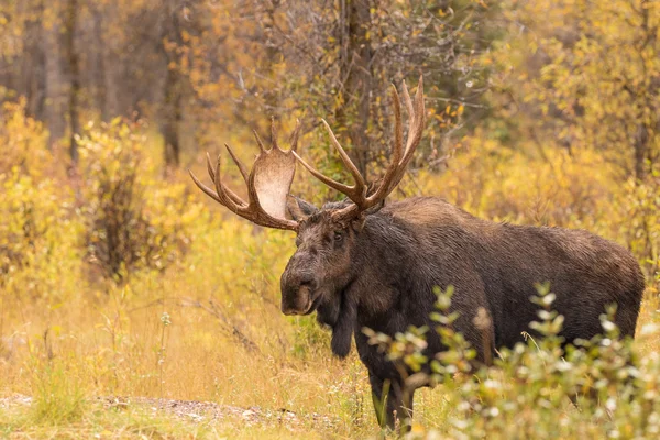 Лося Bull восени — стокове фото