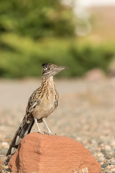 Cute Greater Roadrunner — Stock Photo, Image