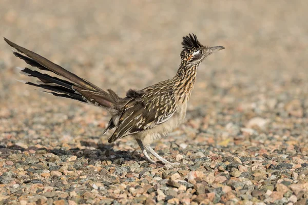 Mignon plus grand Roadrunner — Photo