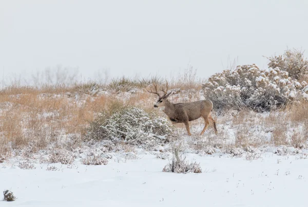 Mule Deer Buck na neve — Fotografia de Stock