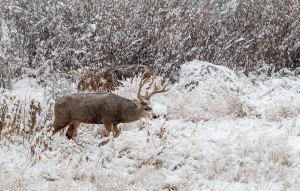 Mule Deer Buck na neve — Fotografia de Stock