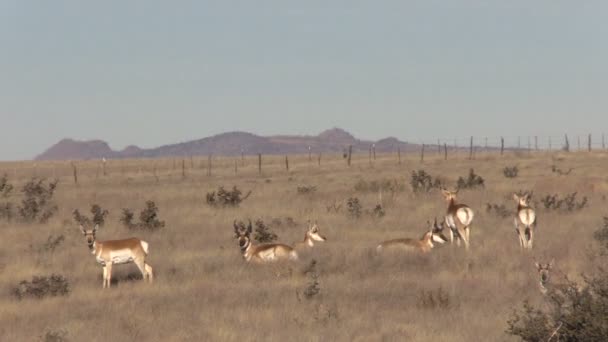 Gaffelbok Antelope beslag op de Prairie — Stockvideo