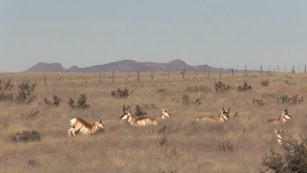 Pronghorn antilop sürüsü kır — Stok video