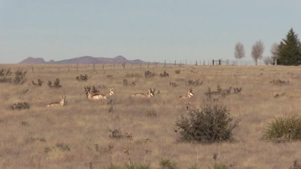 大草原のプロングホーン アンテロープの群れ — ストック動画