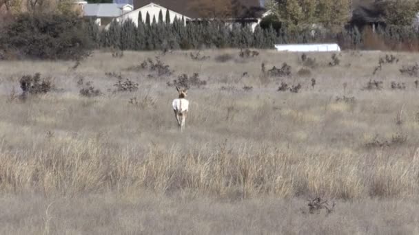 Pronghorn antilop Buck nära stan — Stockvideo