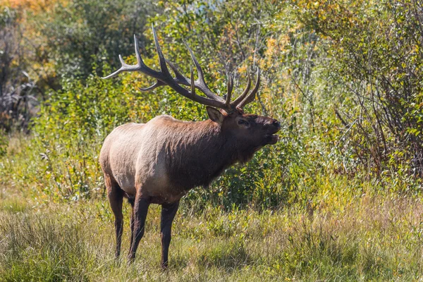 Toro Elk Bugling — Foto de Stock