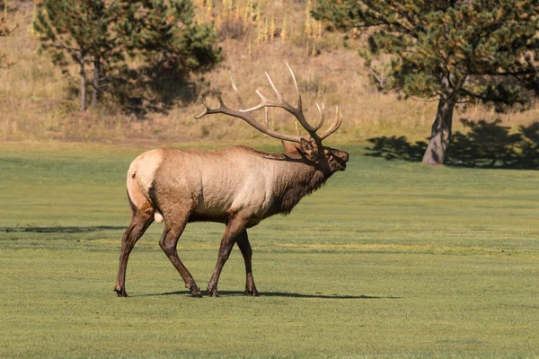 Bull Elk Bugling — Stock Photo, Image