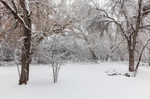 Winterlandschap in Arizona — Stockfoto