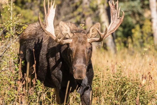 Shiras Moose Bull — Stockfoto