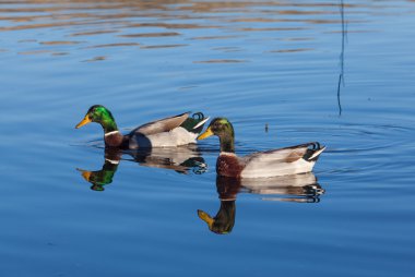 mallard drakes çifti