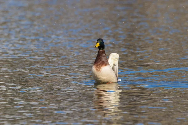 Drake Mallard poseren — Stockfoto