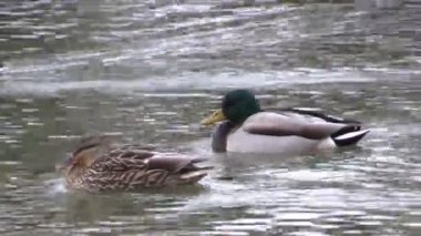 tavuk ve drake yeşilbaş