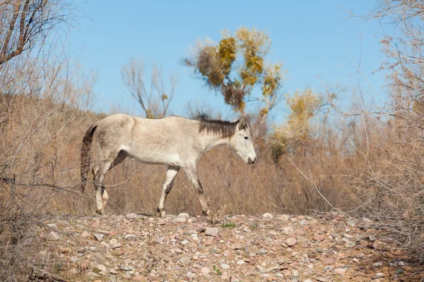 Divoký kůň v Arizoně — Stock fotografie
