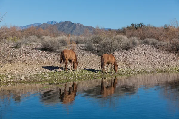 Caballos salvajes a lo largo del río Salt Arizona — Foto de Stock