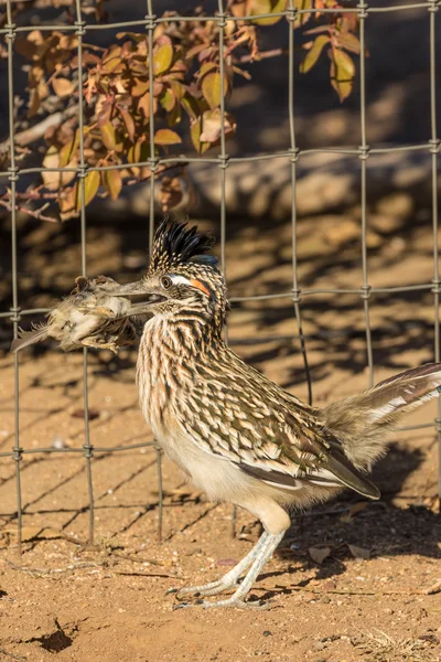 ロード ランナー、獲物を食べる — ストック写真