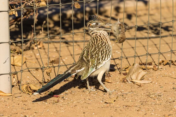 Roadrunner äter bytesdjur — Stockfoto