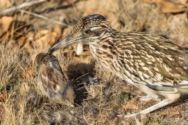 Roadrunner Comendo presas — Fotografia de Stock