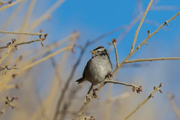 Fehér Koronás Sparrow — Stock Fotó