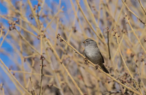 Fehér Koronás Sparrow — Stock Fotó