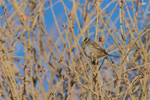 Fehér Koronás Sparrow — Stock Fotó