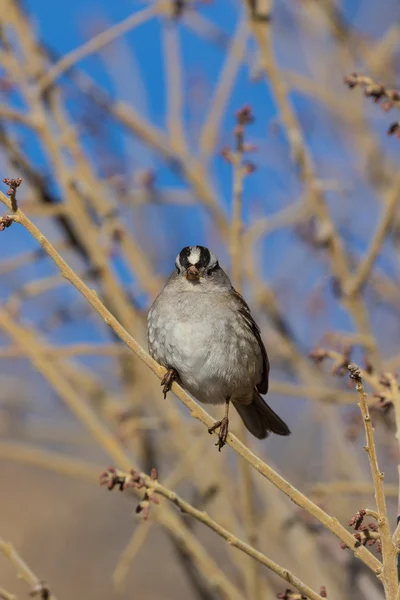 Fehér Koronás Sparrow — Stock Fotó