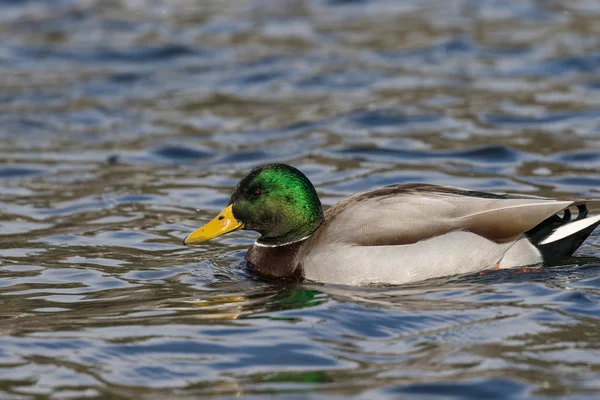 Hermoso Drake Mallard — Foto de Stock