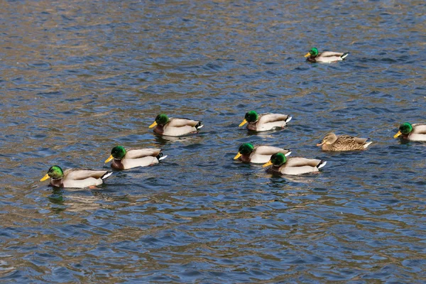 Manada de Mallards — Foto de Stock