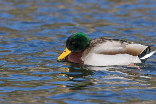 Hermoso Drake Mallard — Foto de Stock