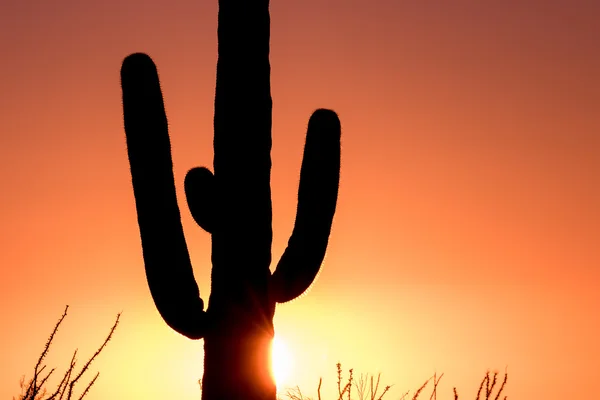 일몰에 saguaro 선인장 — 스톡 사진